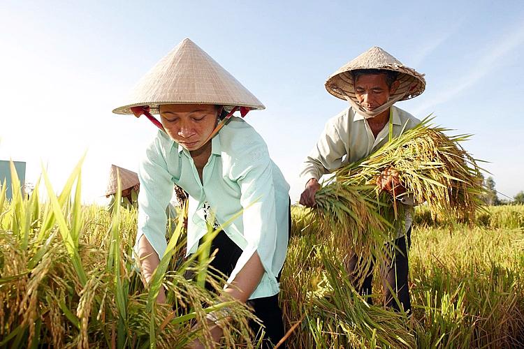 ADB cấp khoản vay 100 triệu USD hỗ trợ sinh kế các nông hộ nhỏ