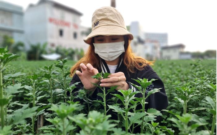 Ngắt nụ hoa cúc, sinh viên Đà Nẵng kiếm tiền triệu tiêu Tết