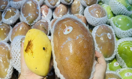 Xoài Đồng Tháp giá rẻ ồ ạt đổ về TP HCM