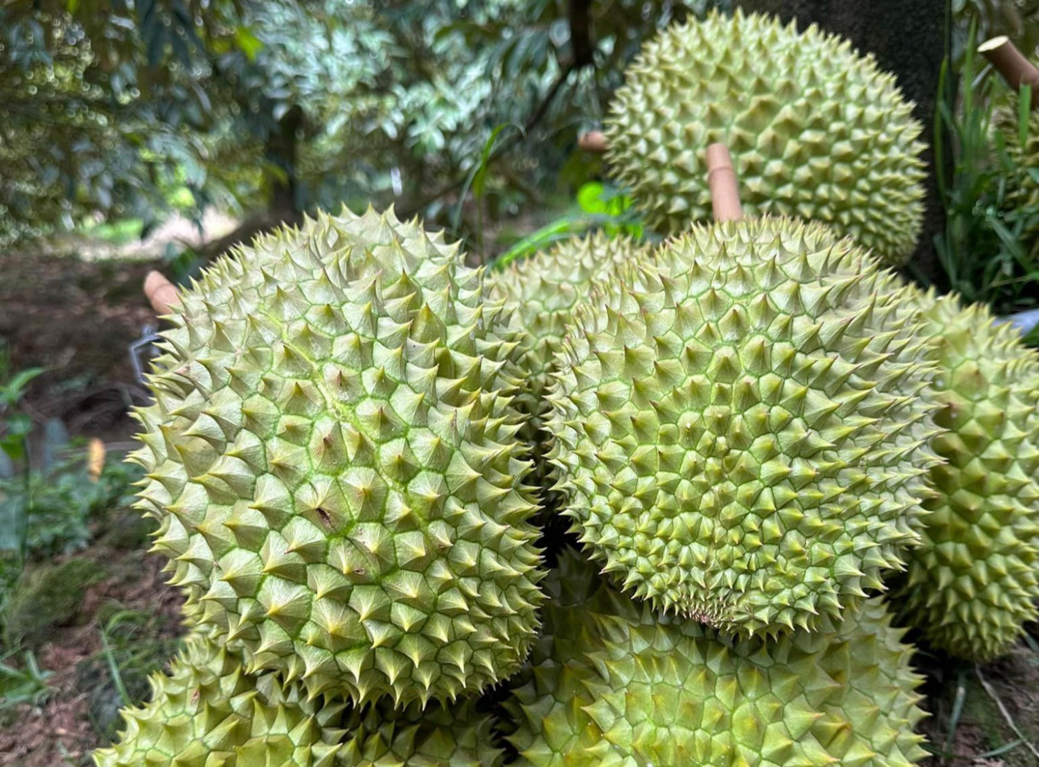 Thu về 3,84 tỷ USD, xuất khẩu rau quả lập kỷ lục lịch sử