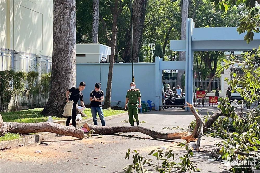 Cây xanh gãy nhánh trong công viên ở TPHCM, 2 người chết