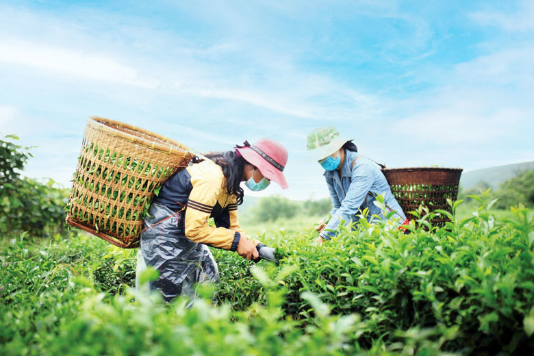 Vì sao chè Việt chưa vươn tầm quốc tế?